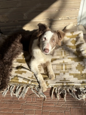 Border Collie Hündin