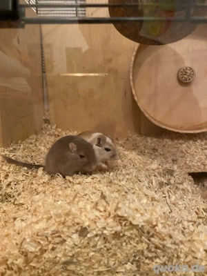 Mäusekäfig mit 3 Rennmäusen