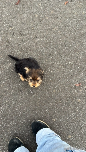 kleine jorky hündin