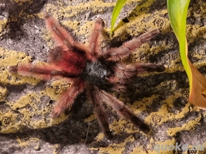 Verschiedene Vogelspinnen 