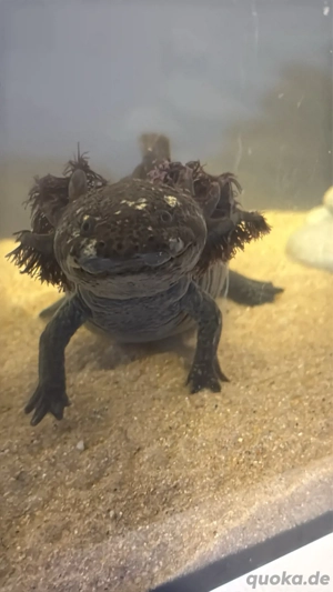 1axolotl abzugeben