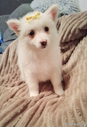 Welpe Kleinbleibend Zwergspitz Pomeranien 