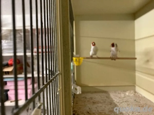 Stieglitz Eumo Paar top gesund