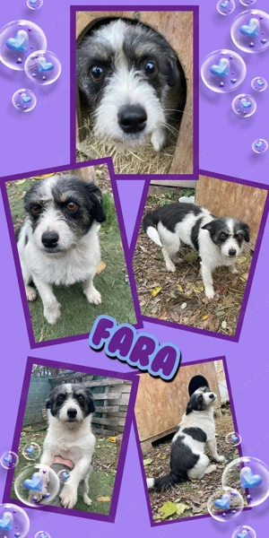 kleine, wunderschöne, freundliche Hündin "Fara" sucht ein liebevolles Zuhause 