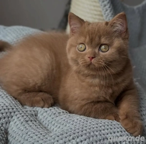 British-Shorthair-Kätzchen zu verkaufen   400  