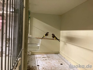 stieglizt Europäischen Paar 2025 