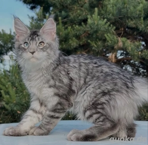Reinrassige Maine-Coon-Kätzchen zu verkaufen. WhatsApp: 015510 546193