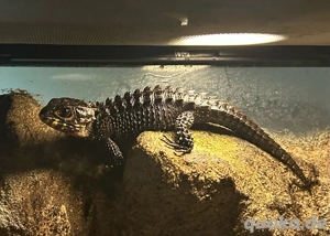 Rotaugen Buschkrokodil   tribolonotus gracilis 1.0.