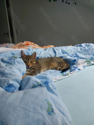 Auri sucht ein neues Zuhause