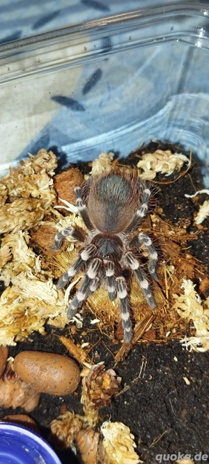 Acanthoscurria Geniculata - Weissknievogelspinnen abzugeben DNZ ca.2,5cm KL