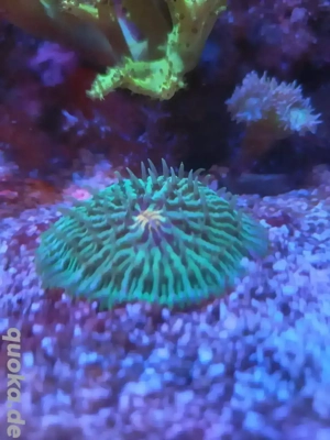 Koralle Fungia grün gelber mund