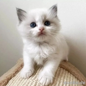 Ragdoll-Kätzchen WhatsApp: (0447770929545)