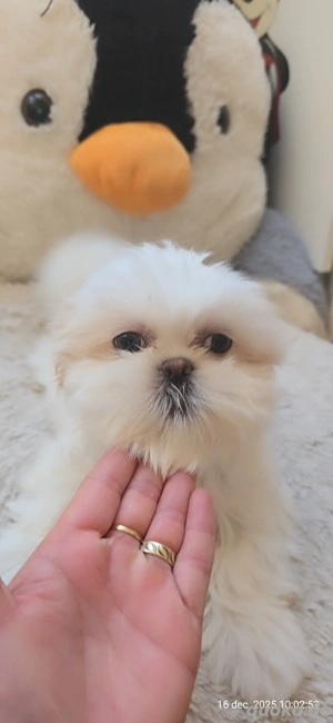 Shih-Tzu  