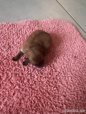 pomeranian Zwergspitz welpen 