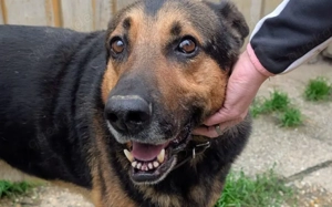 Traumhund Pluto sucht seine Familie