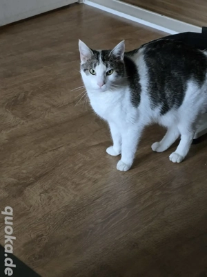 Molly sucht ein Zuhause mit Haus und Hof