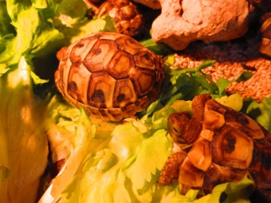 Landschildkröten  Griechische hermanni-hermanni