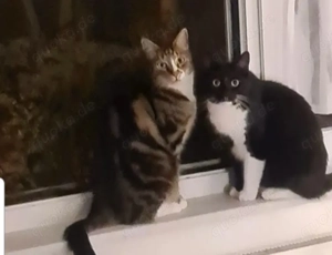 2 Kater suchen ein liebevolles Zuhause in Wohnungshaltung 