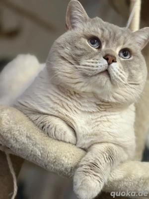 Reinrassiger Bkh Deckkater. Bitte Anrufen Oder WHATSAPP.