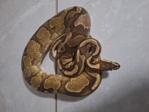 OD Yb Enchi pos Gene X dh Pied Ultramel 1.0