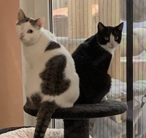 2 liebevolle Kater suchen ein gemeinsames Zuhause