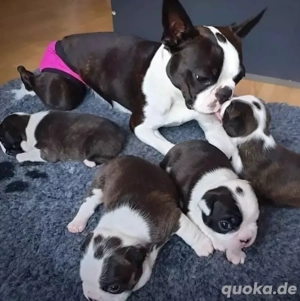 Boston Terrier Welpen