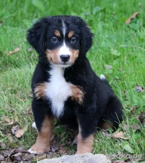 Berner Sennenhund Welpen
