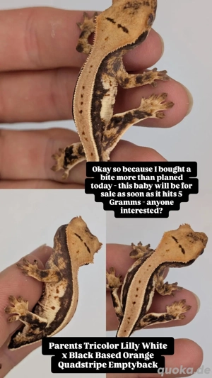 lilly white Kronengecko