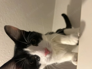 2 Junge Kater 6 Monate abzugeben 