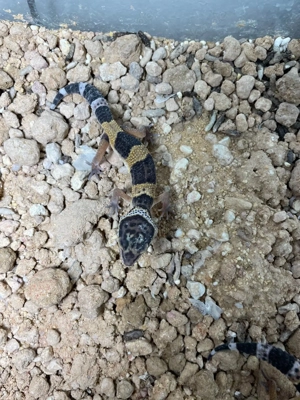 Leopardgecko NZ 2025 Bild 2