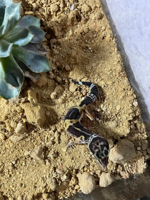 Leopardgecko NZ 2025 Bild 7