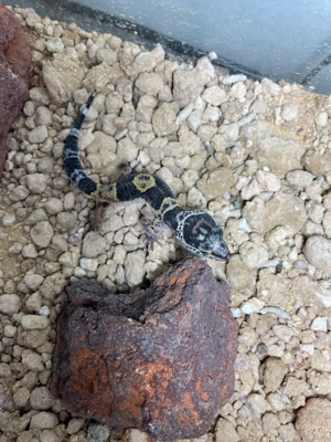 Leopardgecko NZ 2025 Bild 6