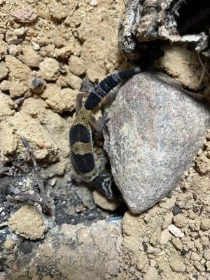 Leopardgecko NZ 2025 Bild 5