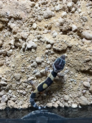 Leopardgecko NZ 2025 Bild 3
