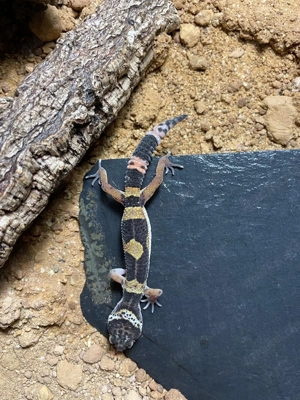 Leopardgecko NZ 2025 Bild 4