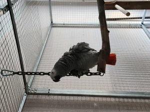 3 junge Graupapageien zu verkaufen.