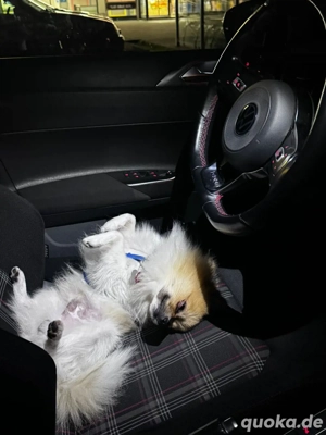 pomaranian deckrüde- KEIN VERKAUF