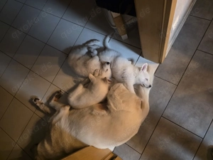 Weisse Schäferhunde Welpen