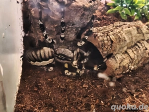 Vogelspinne Indian Ornamentel inkl. 30x30x30 Glasterrarium und Deko 