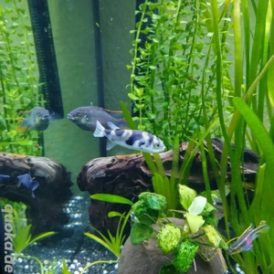Zwei schöne Assel-Kugelfische zu verkaufen 