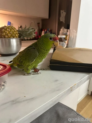 Rotstirnpapagei (Henne) zu verkaufen