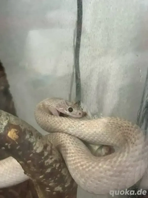 schlage Kornnatter weiß 