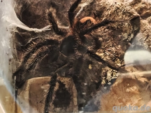 Brasilianische Riesenvogelspinne 