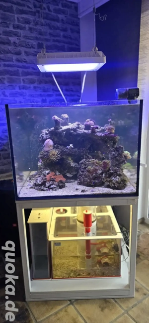 Meerwasser Aquarium komplett Set  Royal Exclusio