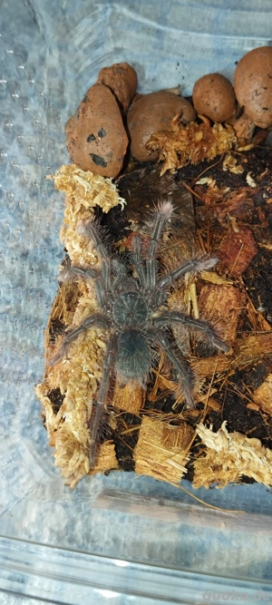 Theraphosa Stirmi Nachzuchten 2025 Fh 3