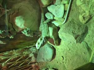 Bartagame zu verkaufen