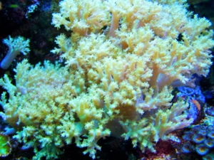 Korallenableger-Meerwasser- Sclerophytum  Sinularia