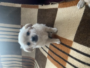 Zu Verkaufe Welpen Chihuahua 