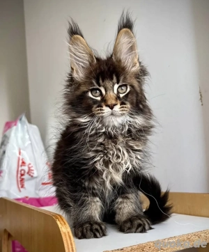 Adoptieren Sie ein Maine-Coon-Kätzchen   ein Leben voller Liebe erwartet Sie