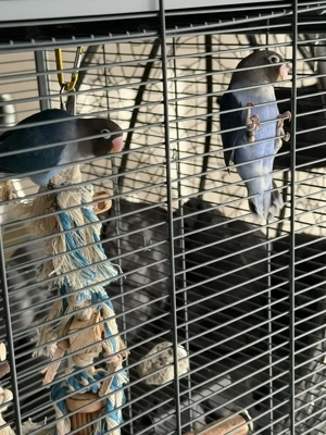 Pfirsichköpchen Rußköpfchen zahm Unzertrennliche Agarponiden 